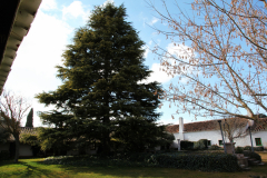 Cortijo20